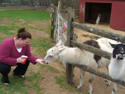 mb_feed_lama.jpg