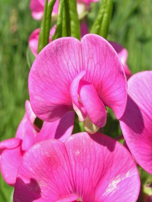 Unknown Wildflower