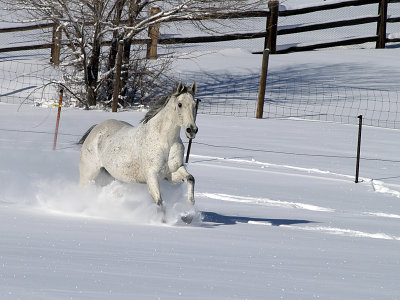 Running Free