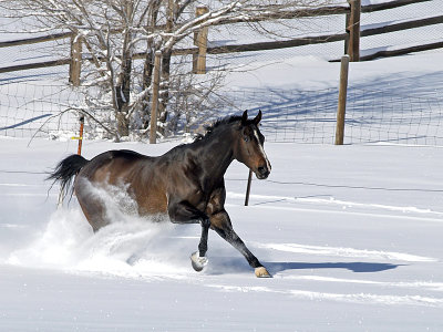 Elvis on the move