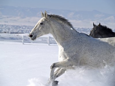 Dashing thru the Snow