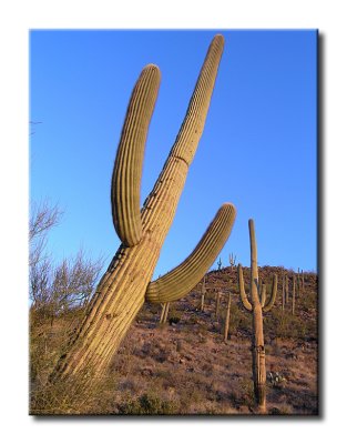 Leaning Saguaro