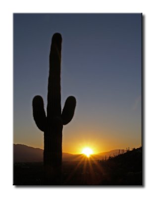 Saguaro Sunrise