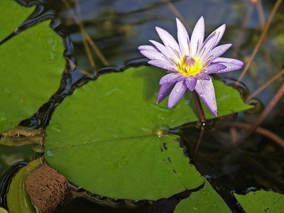 Water Lily