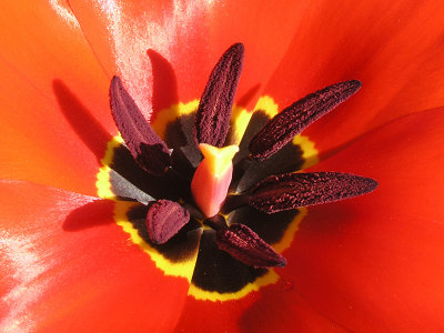 Botanic Gardens