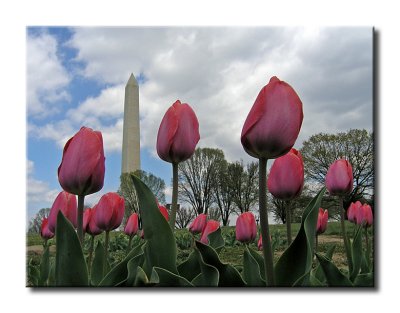 Tulip Library