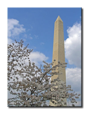 Cherry Blossoms and Monument