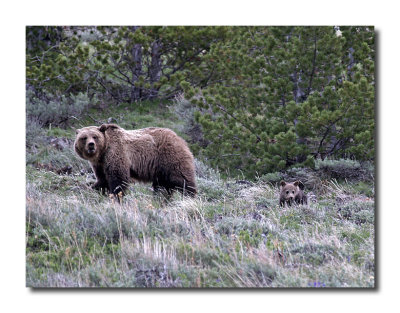 Grizzly and Cub