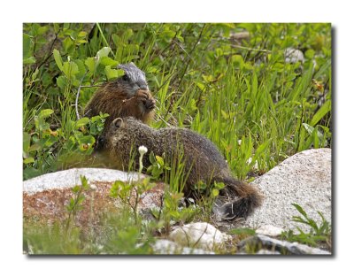 Baby Marmots
