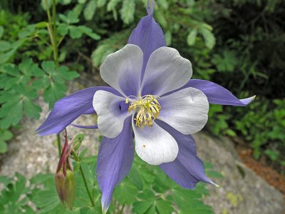 Blue Columbine