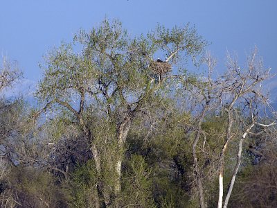 Eagles Nest