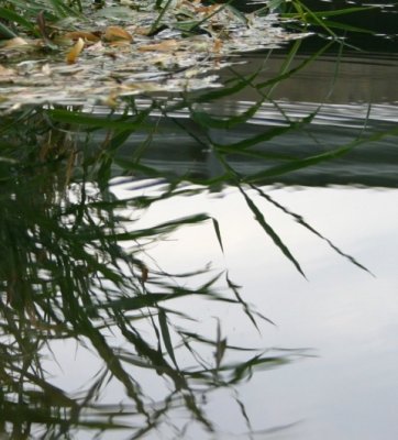 River-edge Grasses, Reflected