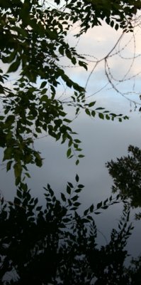 Siberian Elm, Reflected