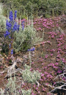 Mimulus Path