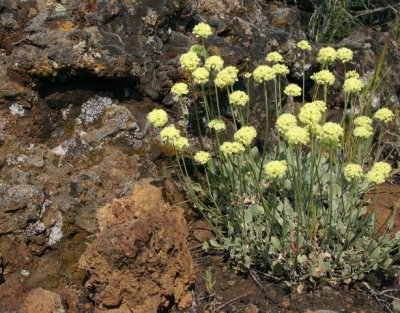 A Buckwheat