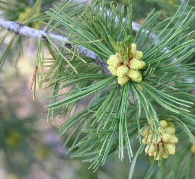 Limber Pine