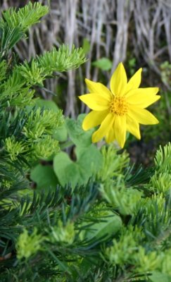 Arnica sp.