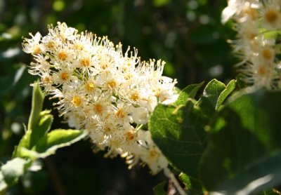 Chokecherry