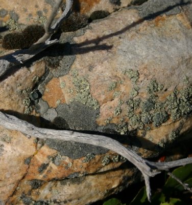 Twig on a Rock
