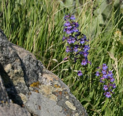 Penstemon sp.