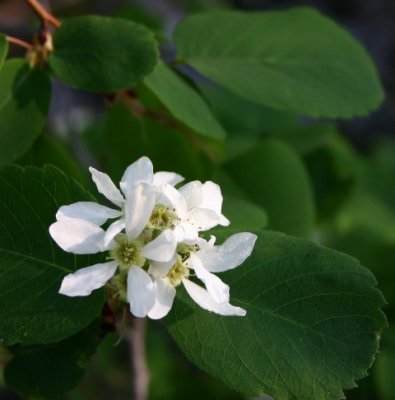 Western Serviceberry