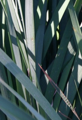 Iris Shadows