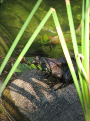 Pond Frog