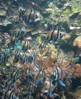 Fish at Columbus Zoo