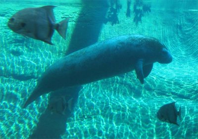 Manatee at Columbus Zoo