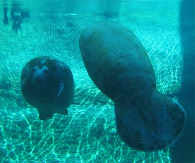 Manatees at Columbus Zoo