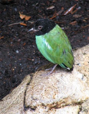 Bird at Columbus Zoo