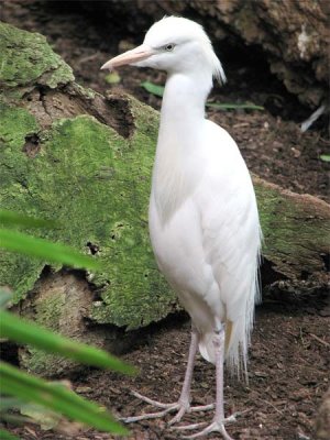 White Bird at Columbus Zoo