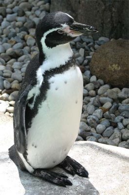 Penguin at Columbus Zoo