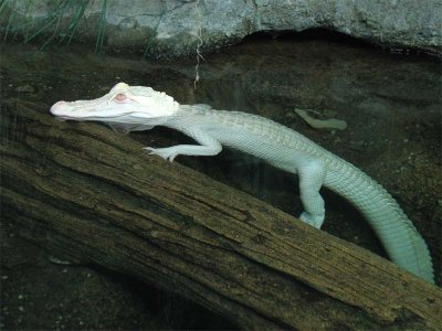 White Aligator at Columbus Zoo