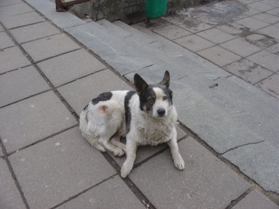 moscow stray dog