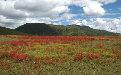 Flower Field