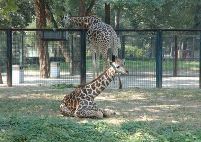 Baby Giraff