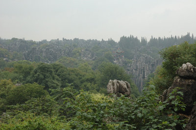 Big Stone Forest Zoomed In