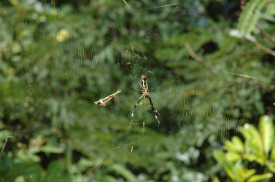 Spider Web