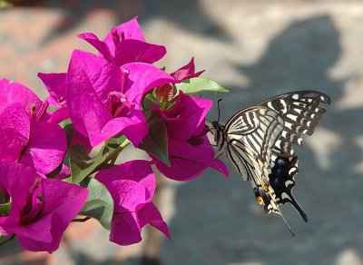 Butterfly