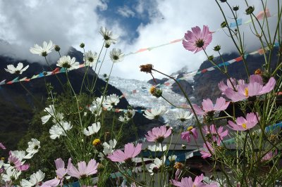 Flowers and Glacier