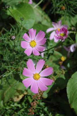 DSC_9831.jpg