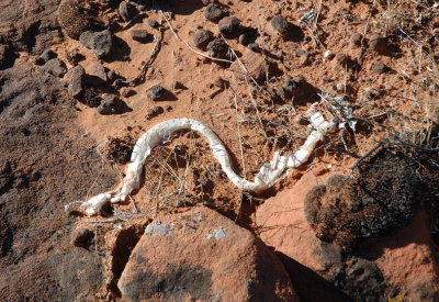 Molted Skin from a Snake