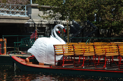 Swan Boat