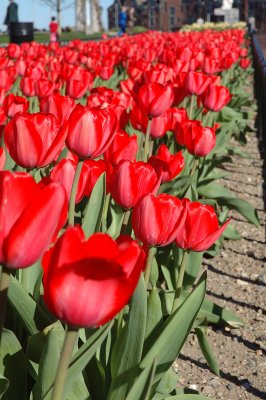 Tulips, Tulips!