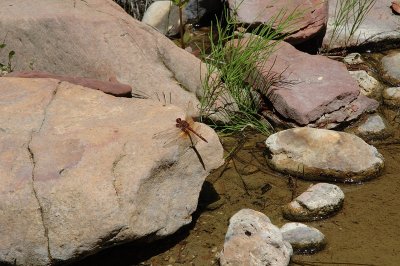 Dragonfly