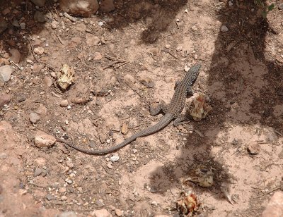 Lizard with a Long Tail