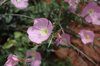 DSC_2029.jpg