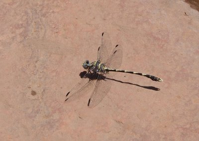 Dragonfly