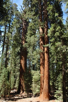 General Sherman from Up the Trail